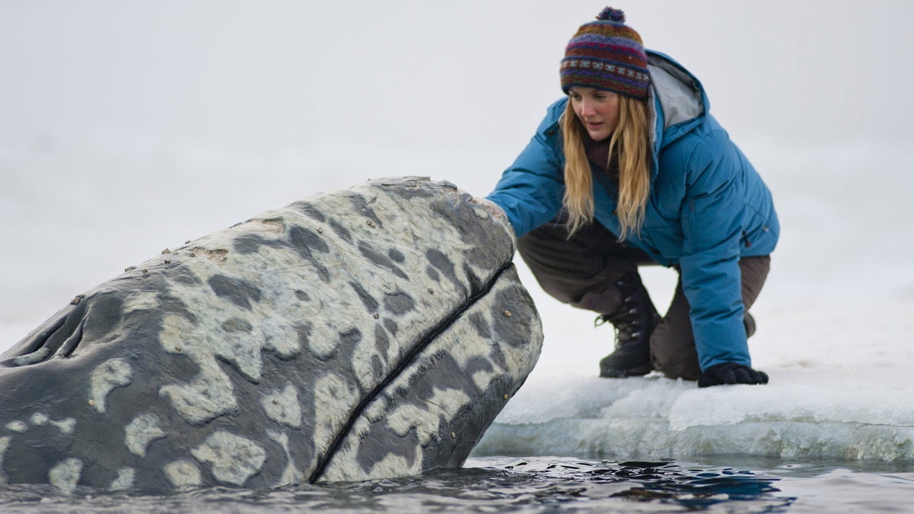 Big Miracle